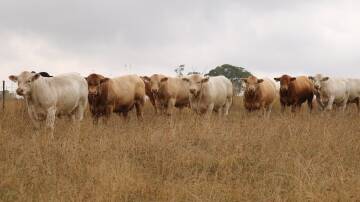 Rosedale Charolais stud bulls which will feature in the draft for the stud's 35th annual on-property sale being held on Friday, May 17 at Blayney, NSW. Picture supplied.