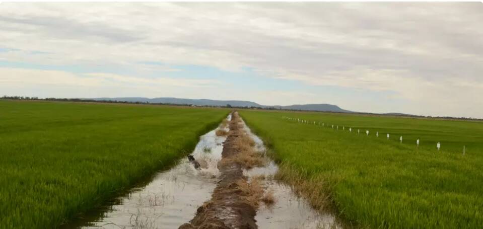 Rice being irrigated in the Riverina,
