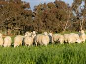 Dedication to genetic excellence will ensure the long-term success of the Australian White Sheep breed. Picture supplied