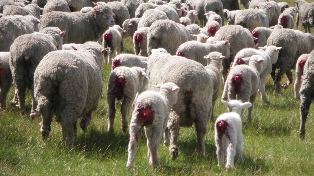 HSI Australia has released its latest Better Wool Guide including 221 retail brands that discourage mulesing practices. Picture supplied