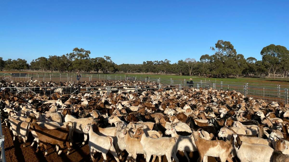 The Measured Goat project resource flock consists of 1000 rangeland, Boer and Kalahari Red breeders. Picture supplied.