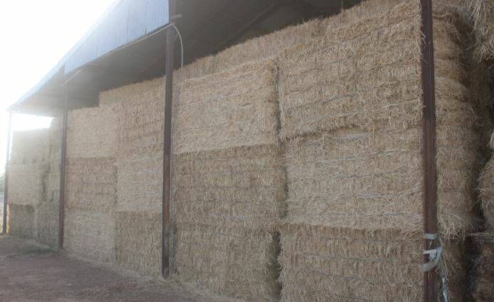 Hay sold exceptionally well at a recent multi-vendor sale at Forbes.