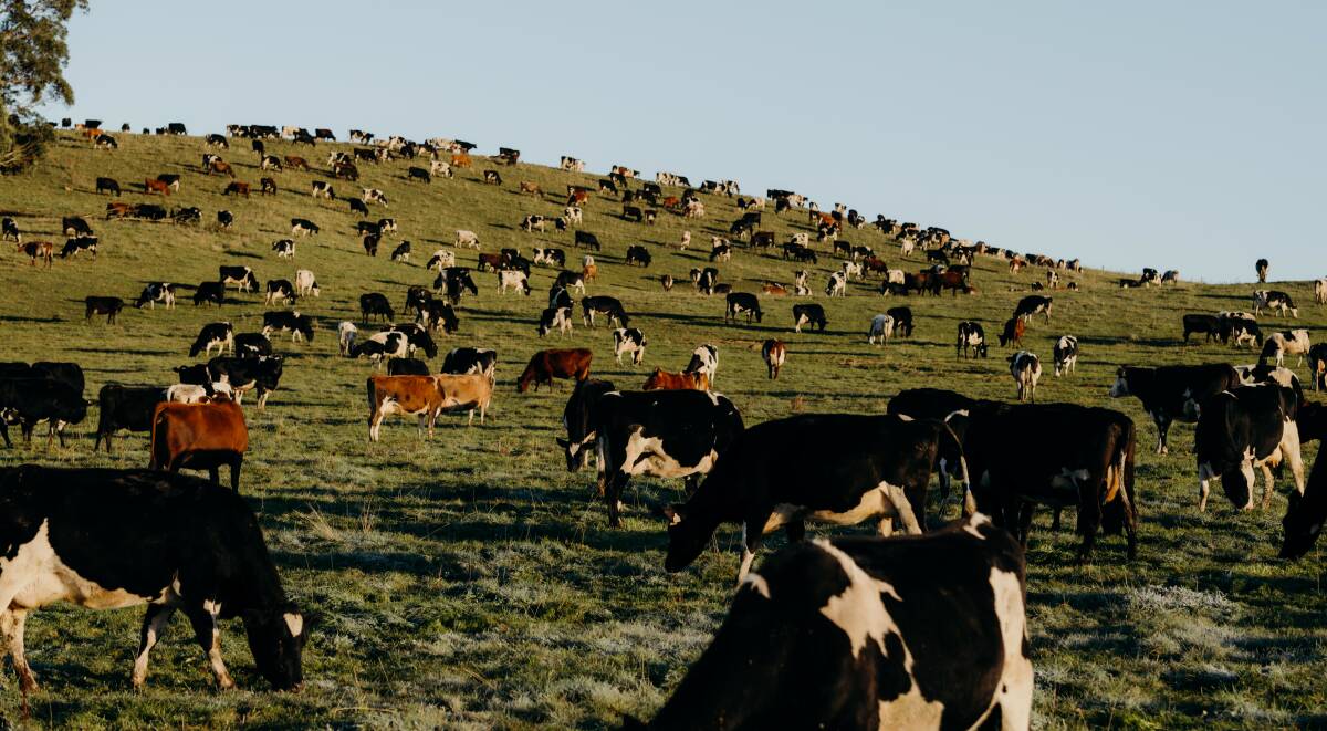 Dairy cows on a property in Tasmania. Picture: Supplied by Sea Forest