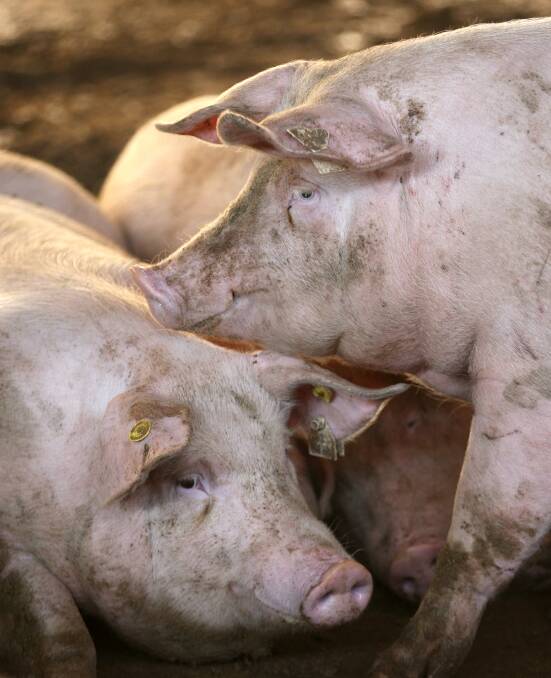 Pig welfare standards have been under the spotlight in Victoria. Picture via Shutterstock