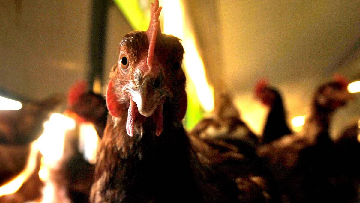 Victorian authorities have confirmed that the avian influenza virus has been detected at a second Victorian poultry farm, control orders in place. Picture supplied.