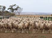 Live sheep a pawn in Labor's election countdown | Opinion