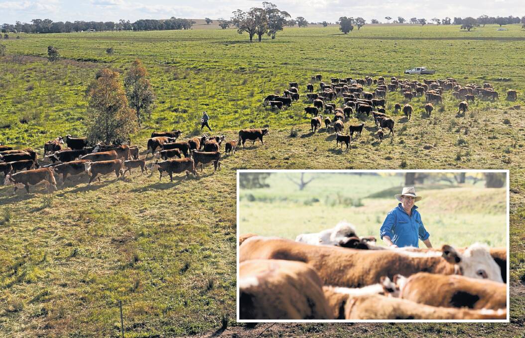 Chris Main at Retreat, Dirnaseer, with his cattle which are an essential ingredient in restoring the health of the landscape. Photos: Chris Main