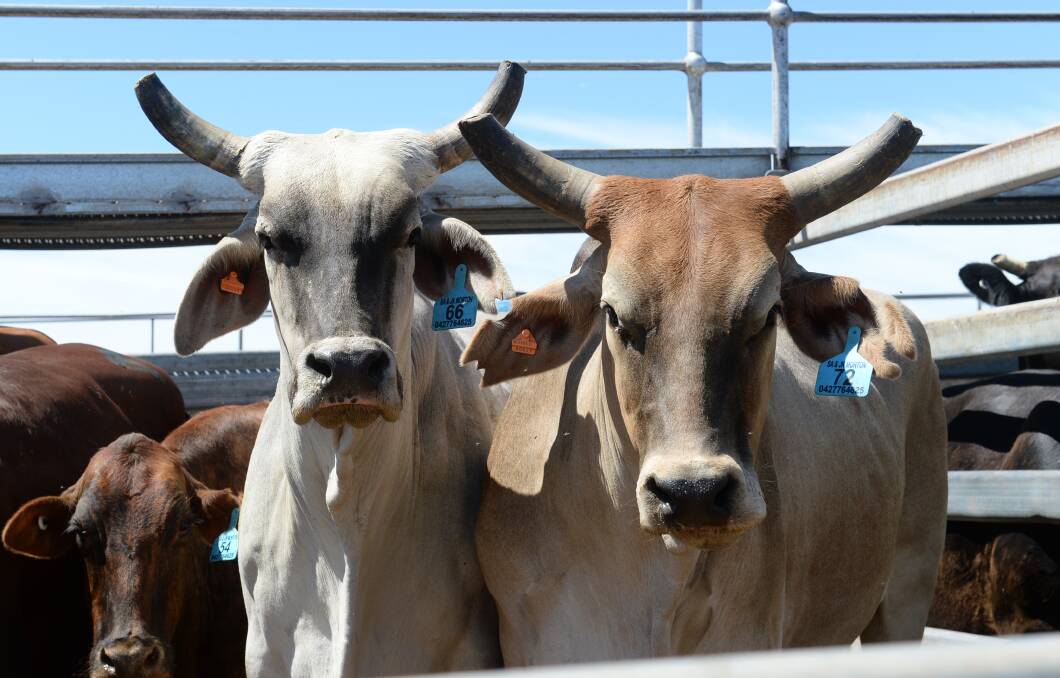 Elders won’t be rushed to sell live export arm