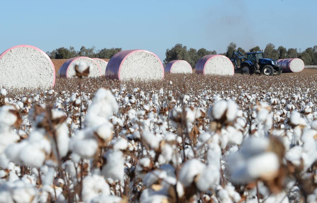 Namoi Cotton shareholders and growers are watching with keen interest to see if the Louis Dreyfus Company will lob yet another bid. File photo. 