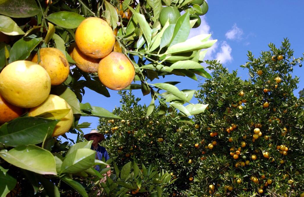 Global orange juice production has been squeezed by disease and drought. File photo.
