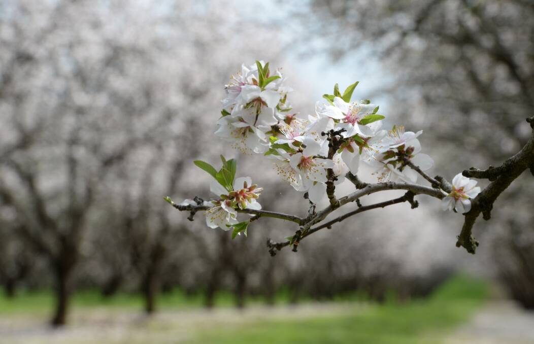 The Australian almond crop is tipped to rebound to about 164,000 tonnes this year. File photo.