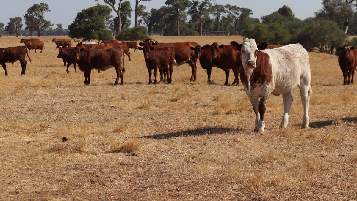 The McLarty's breeding herd is predominantly Shorthorn based, a breed the family has been running for 100 years.