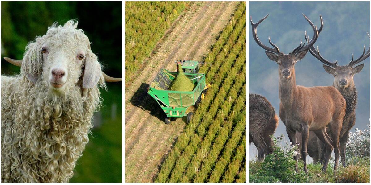 Emerging ag industries: Goat fibre, deer and tea tree oil