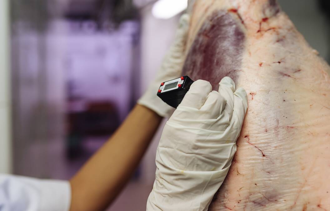 Carcase temperatures are in the spotlight at the moment, with cost and environmental benefits to be had. Photo AMPC. 