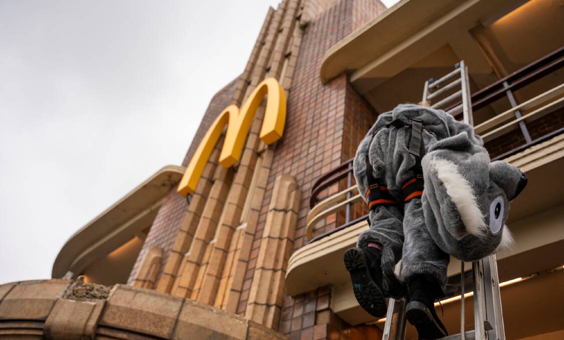 A campaigner scales a McDonald's building in Melbourne dressed as a koala, calling on the fast food giant to eliminate deforested beef from its supply chain. Picture Greenpeace. 