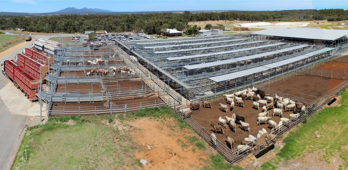 Saleyards, agents bypassed as processors step up direct cattle ...