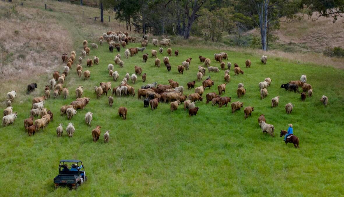 Increased numbers of cattle are now in paddocks but experts say producers have enough feed around them to steady the flow onto the market and prevent any price crash. Picture Ray White Rural.