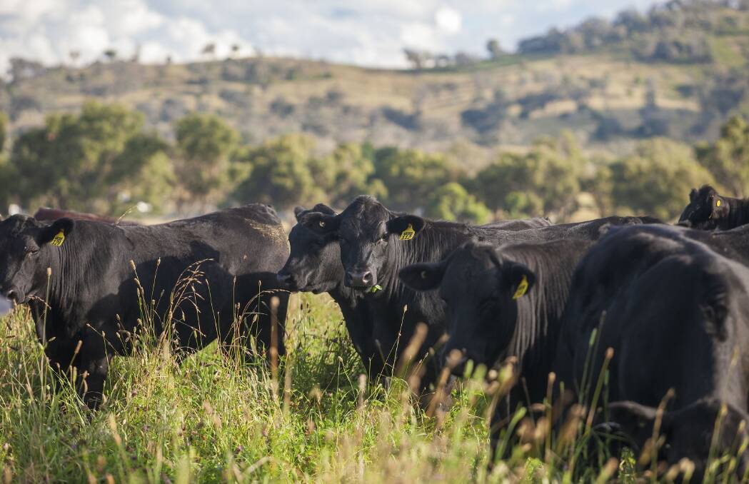 Cattle on the Webb family's Myanbah, at Uralla in NSW, which has in place a soil carbon project. Sequestering carbon will be a critical component of Australian beef's sustainability credentials as the rebuilt herd comes into play.