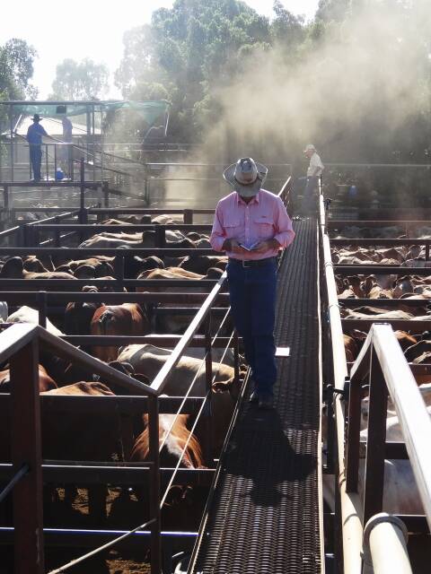 Increased supply takes heat out of cattle market