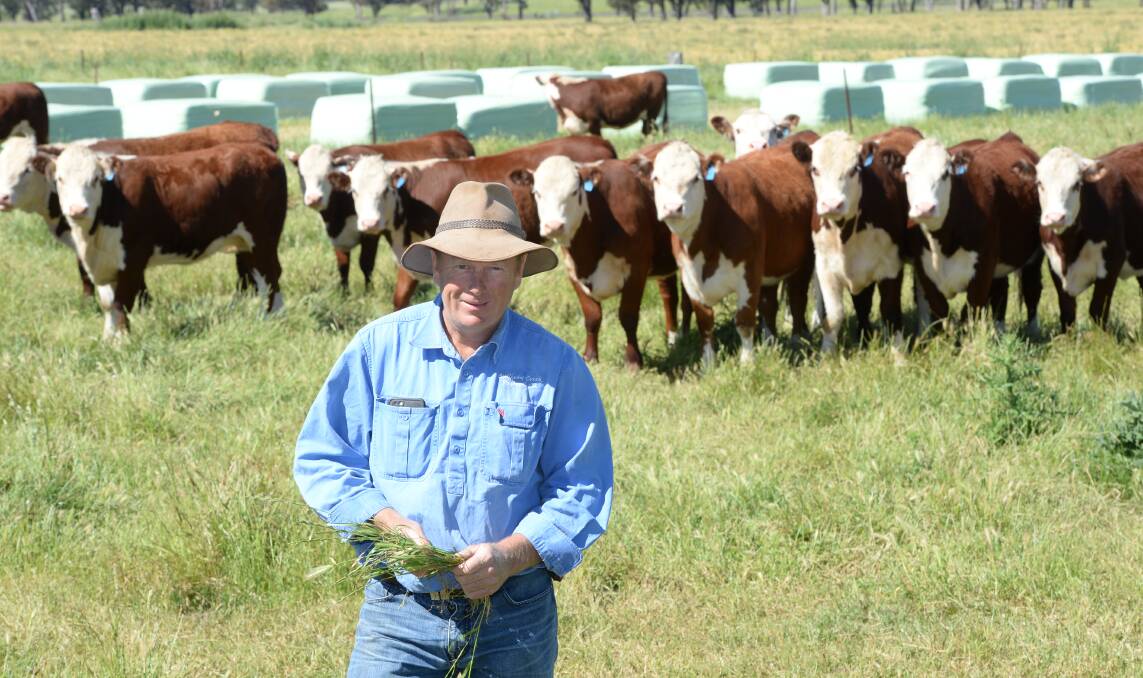 Hereford breeder and finisher Maurice Cluff, Bulliroy Creek Pastoral Company at Birriwa .