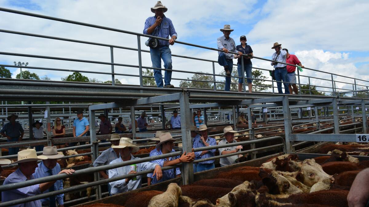 Cattle price spike likely run its course
