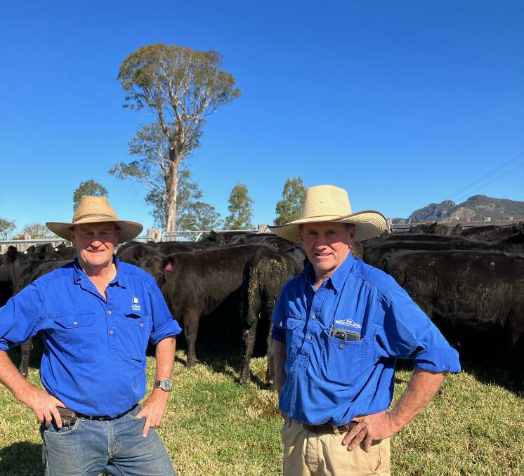 NSW Angus breeders Ted and James Laurie with Knowla yearling heifers.