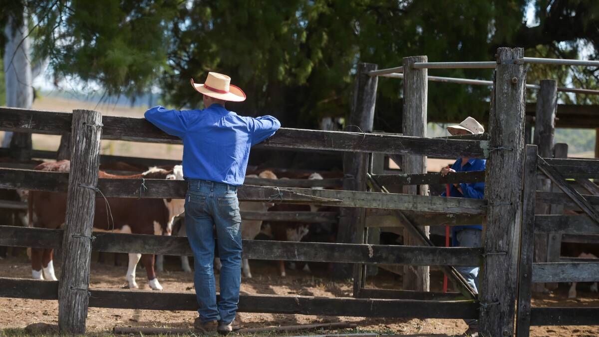 The latest beef cattle farm financial performance data from ABARES shows just how much the lower market has bitten into cash flow. Picture Lucy Kinbacher. 