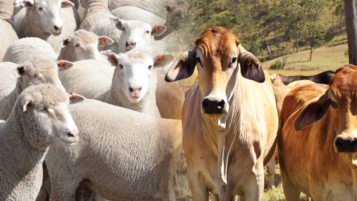 Considering a shift from beef to sheep? Here’s what you need to know