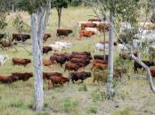 Thriving natural resources and livestock production run hand-in-hand, Cattle Australia boss Chris Parker says. Picture Lucy Kinbacher.