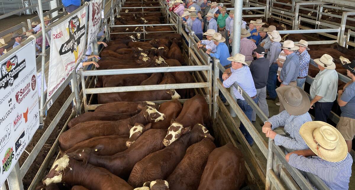 Cattle supply is on the increase, but most commentators are describing the market as relatively stable at the moment. 