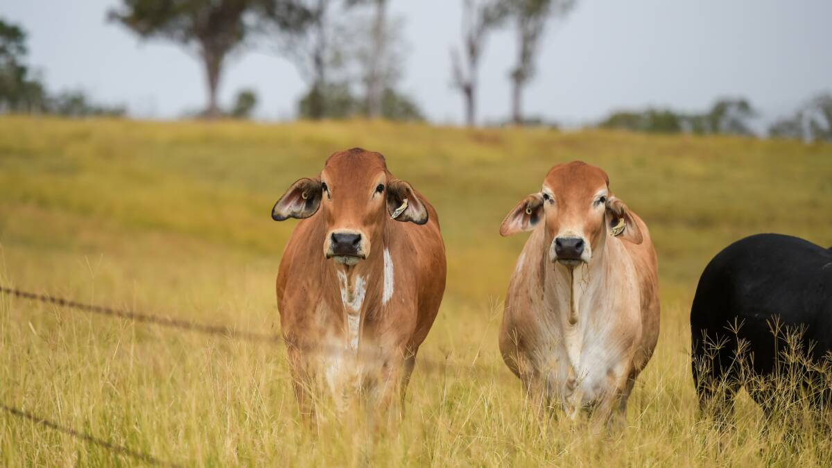 Queensland paddocks will be firmly in the sights of Indonesian feedlots now that live export permits have been issued. Picture by Lucy Kinbacher. 