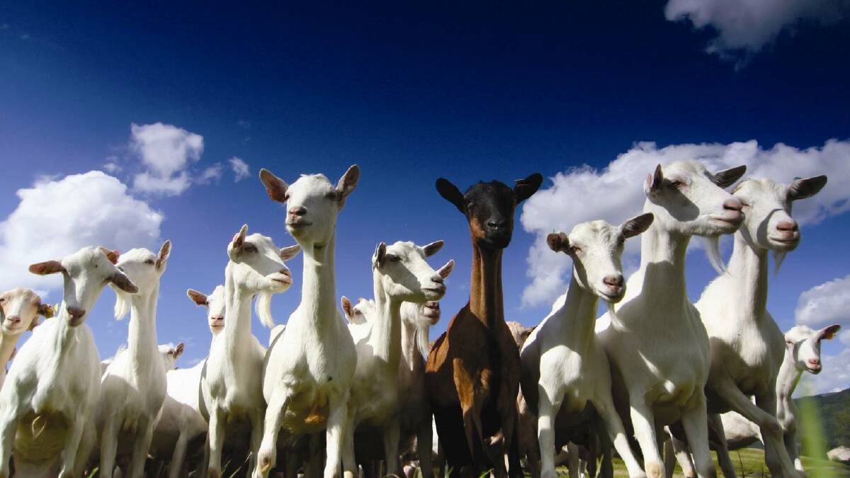 Legband EID on offer for goats