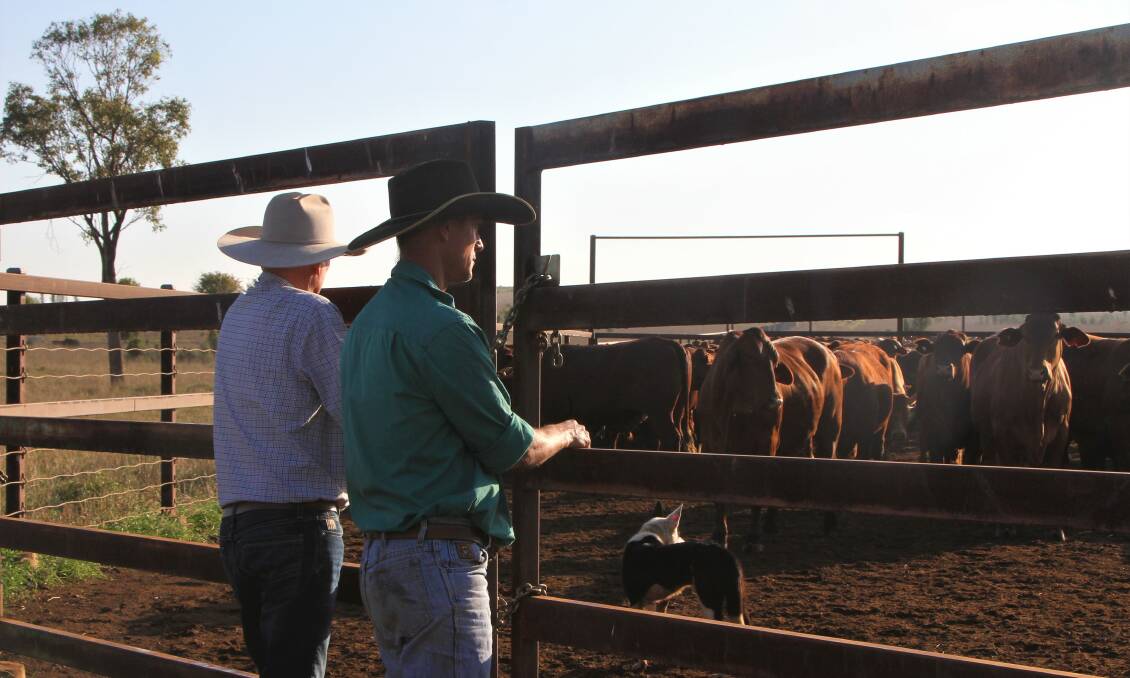 Feed budgets and stock numbers should be the top priority right now as a lower cattle market collides with dryer seasonal conditions, consultants say.