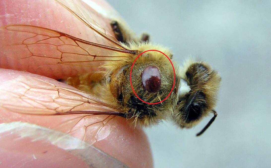 A varroa mite is firmly attached to a bee. Picture from Department of Agriculture, Fisheries and Forestry..