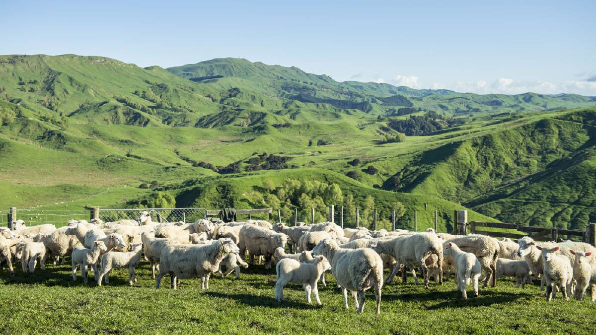 The median price for grazing farms fell to $13,880/ha or 2.6pc. File picture.