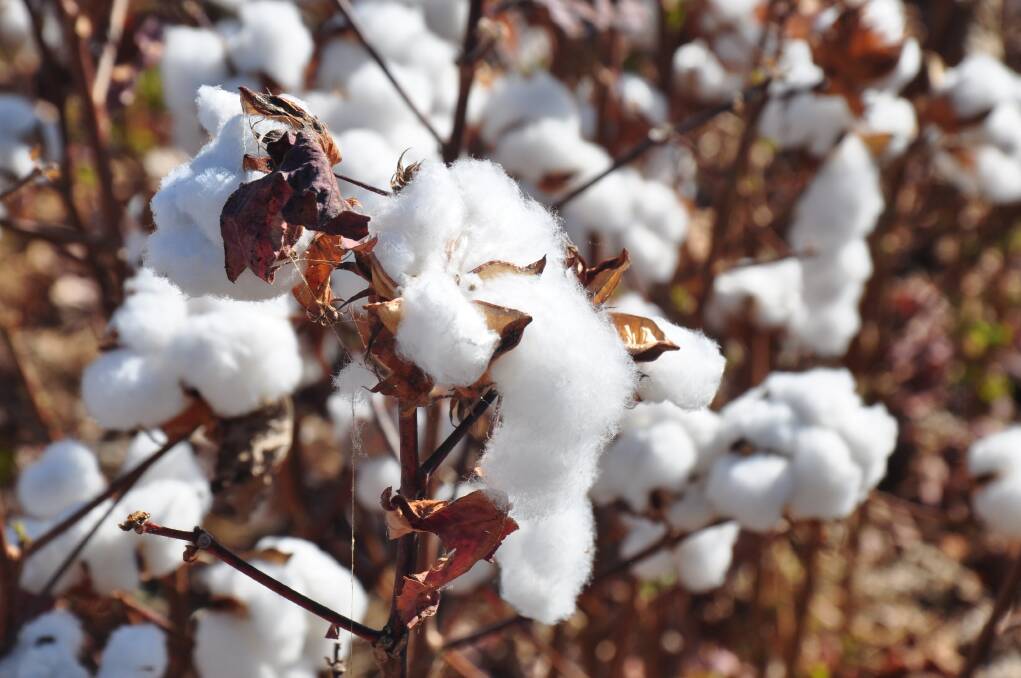 Showpiece cotton farm attracts overseas and corporate interest | Farm ...