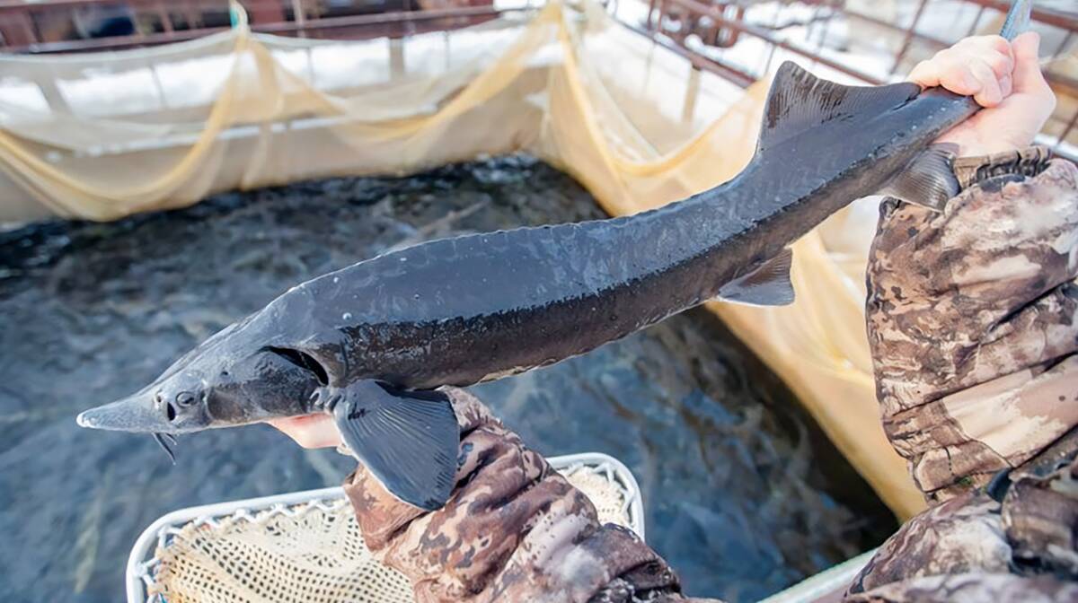 A biosecurity review has given the all clear for sturgeon to be imported into Australia for the firs time. Picture: Agriculture, Fisheries and Forestry Department.