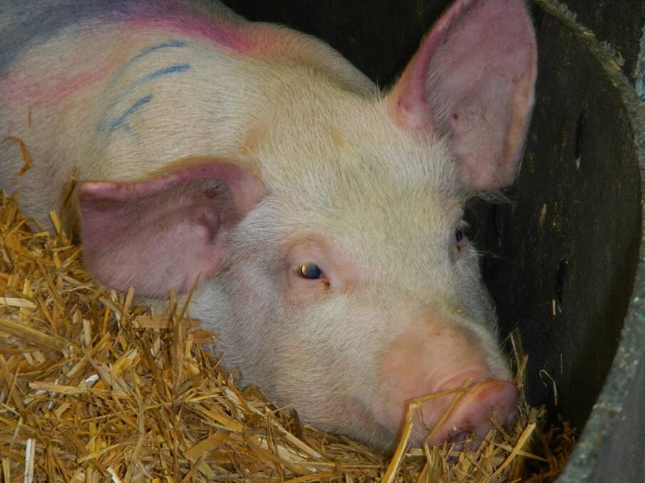 BORDER WORRY: Pigs infected with African swine fever can display skin redness and blue areas (tip of ears, below the knees, tail, perianal area, chest and abdomen). Picture: WA Government.