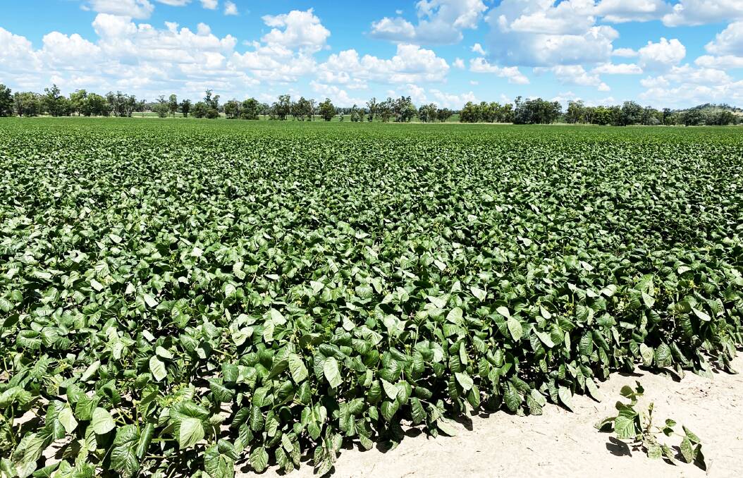 Mungbeans are currently being harvested at an estimated yield of two tonnes per hectare.