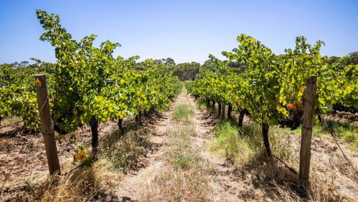 An organic-certified vineyard just south of Adelaide is for sale. Pictures from Colliers Agribusiness