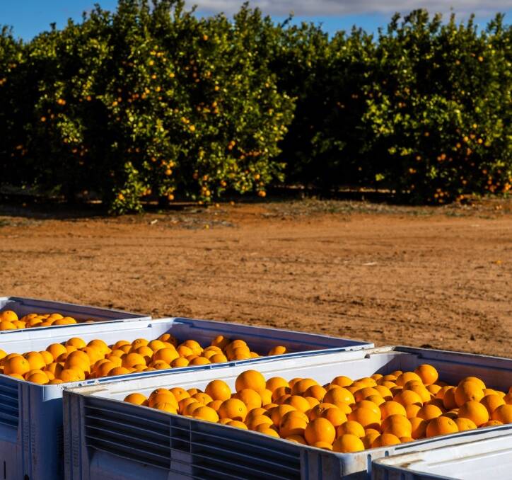 Australia's biggest grower of organic almonds on the market