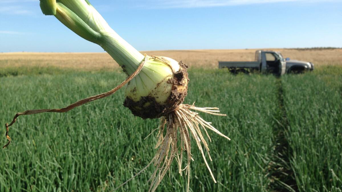 Rowetts Onions' Kynoch farm near Keith is on the market. Pictures from Colliers and Rowett Onions.