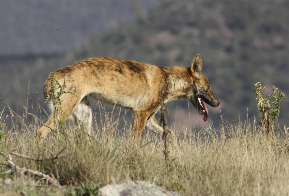 Nu krone Udled Stop calling them wild dogs, they're dingoes - scientists | Farm Online |  Australia