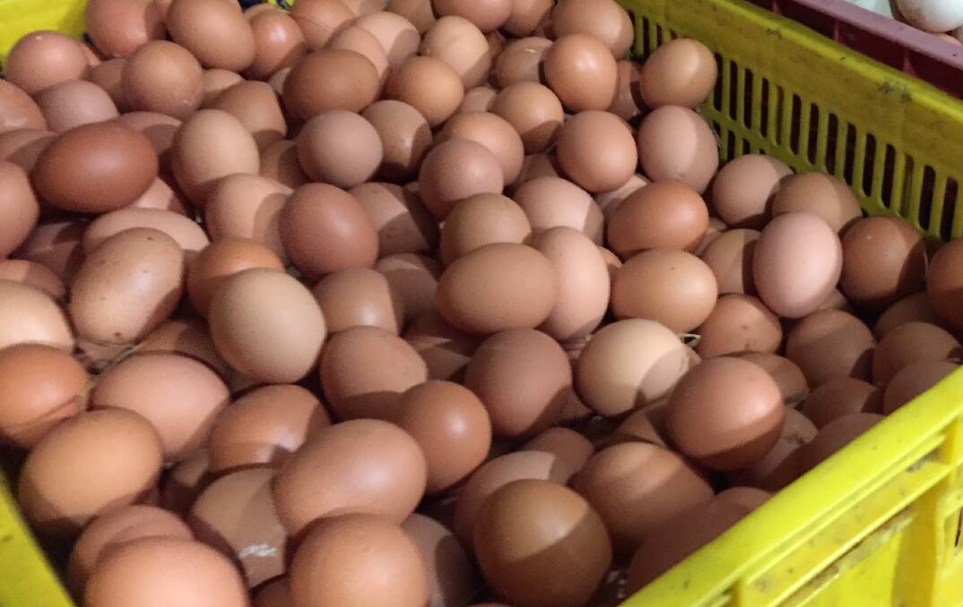 Only a small part of the national egg industry has been impact by Victoria's avian flu outbreak. File picture.