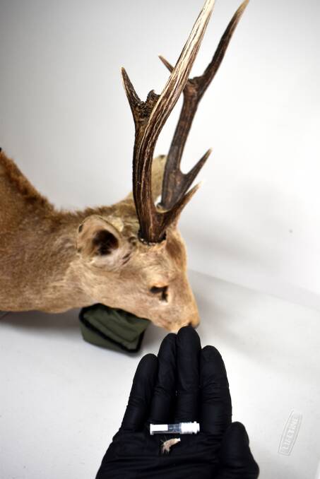 Deer poachers unmasked by DNA testing of their trophy heads