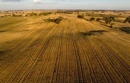 Large scale NSW grain and grazing operation Warranoy sold at auction for $28 million. The sale price is equal to about $17,021/ha ($6891/acre). The farm is located on the South West Slopes near Young. Picture supplied