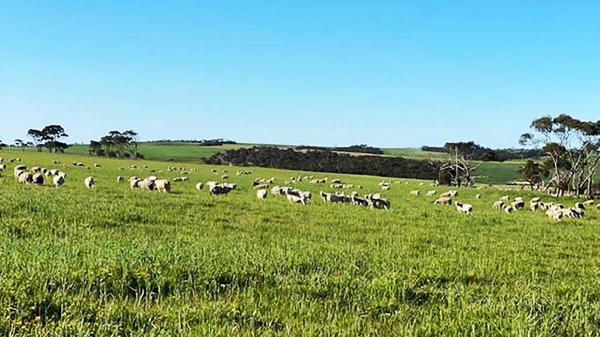 Work to boost farm's water, fences and pastures pays off with lower EP sale