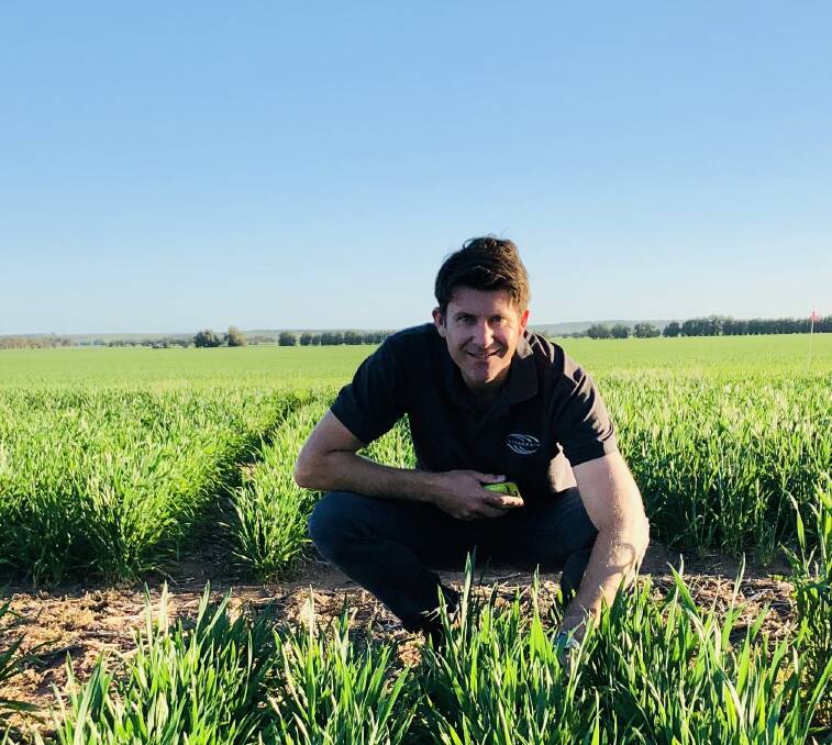 Intergrain wheat breeder Dan Mullan in a healthy wheat crop in WA last month.