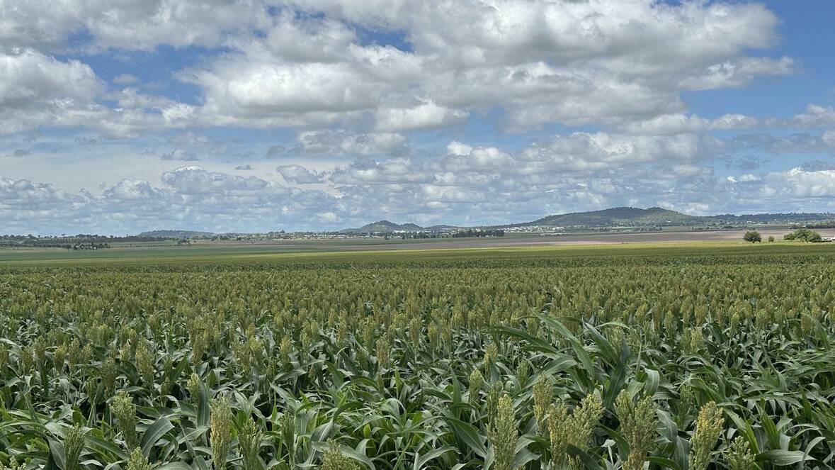Peter Turner's sorghum crop at Wyreema on Queensland's Darling Downs is looking a picture after the recent rain. Photo by Peter Wilson.