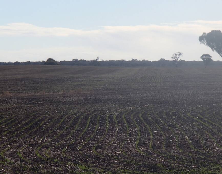 Farmers are finally able to make out rows, such as this paddock of wheat, in southern Australia. Photo by Gregor Heard.